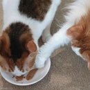 언니도그 이미지