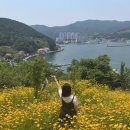 진성 마을회관 | 부산근교 6월 꽃놀이 추천 금계국 만개한 거제도 지세포진성 꽃동산 (주차팁, 포토스팟)