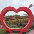 섬 맨드라미 축제 이미지