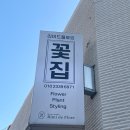포항연일꽃집 리미드플로르에서 크루시아 화분 구매 후기