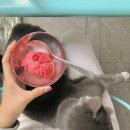 언제나고양이 이미지