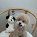 도그보니타 이미지