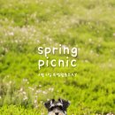 더봄애견 | 광주 애견유치원 특별활동 봄소풍 | 비 오는 날 소풍 리얼 후기 🐶