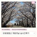 봉수대로 | 인천벚꽃 SK석유화학 벚꽃동산 개방 1일차 실시간 후기 (개화상태 · 주차 · 방문팁 정리)
