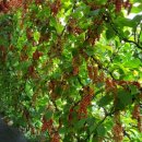 미자농장 이미지