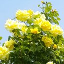 장미농원 이미지