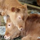 봉성축산 이미지