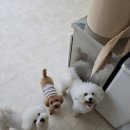 나무애견유치원 이미지