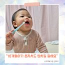 둥근별 | 도스360 둥근 유아칫솔 1단계, 일반 칫솔과의 차이점 내돈내산 후기