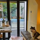 메리몰펫샵 이미지