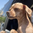 하늬동물병원 이미지