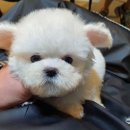 펫 탑 클래스 이미지