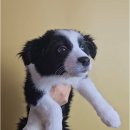 행복한 노후 준비하기 | 공주강아지 보더콜리 분양 - 은퇴 후 찾은 새로운 활력