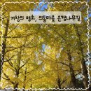 의동 | 거창의 가을 명소, 의동마을 은행나무길 _박비주은 기자