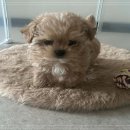 부산강아지분양 유독 이미지