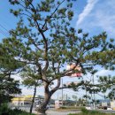 조형주유소 이미지