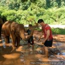 에코 파크 | [공지] 치앙마이 코끼리 보호소 투어 커처 에코 파크 반나절 이용 후기 보호소 픽업 준비물