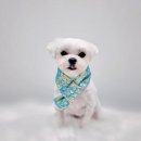 토비네 살롱 이미지