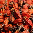 치자로 물들이기 이미지