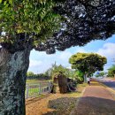 남생이못 습지생태 관찰원 | 닭머르 촛대바위가 있는 심신이 쉬어가는 해안가힐링의길 ♬제주올레18코스♬