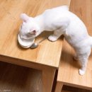 냥이 많은 식탁 이미지