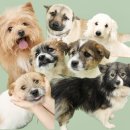 청주시 반려동물보호센터 | 청주시 반려동물 보호센터ㅣ이상형 강아지 파티,,🎉🎈(사지말고 입양하세요)