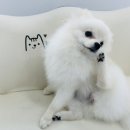 델리키아 이미지