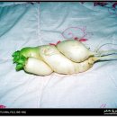 무우와 이미지