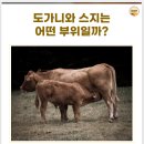 도가니와 스지 뭐가 다를까? 이미지