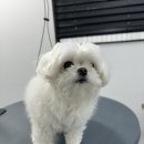 인생멍컷 이미지