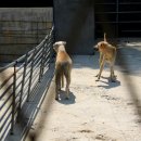 경상북도 야생동물 구조관리센터 이미지