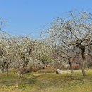 살구꽃가든 이미지