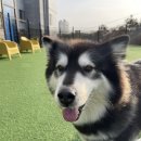 스퀘어독스 펫 이미지