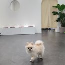 도리앤펫 이미지