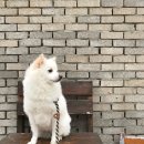 군희 | 보듬 가슴줄 / 멘도타 일체형 목줄 / 크루제버스터 반사 초커 목줄 비교-강아지 교육용 목줄 추천 (하프...