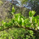 다래김밥 이미지