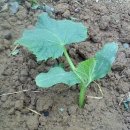 청운농장 이미지