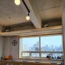 필라펠리스 이미지