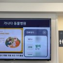 가나다 동물병원 | [일상] 가나다 동물병원_고양이 건강검진,스케일링 #발치를곁들인.. #가격,후기