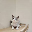 아이캣 고양이미용 호텔 이미지
