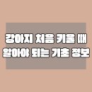 (주)엘피스 | 강아지를 처음 키울 때 알아야 할 기본적인 정보들과 피부 건강 관리의 중요성