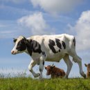 대국축산 이미지