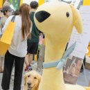 pet59어0573 | 2021.05.28 - 골든리트리버 최꼬미 at 일산 킨텍스 케이펫