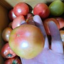 첫 수확하는 깻잎순 // 수미감자 // 도태랑 토마토 이미지