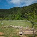 경상목장 이미지