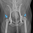 용인서현 동물병원 이미지