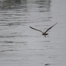 장항중앙초등학교 이미지