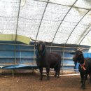 문경흑염소 이미지