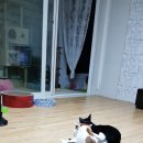 코지그루밍 이미지