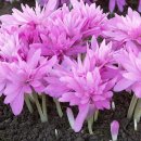 Colchicum Waterlily(콜치컴.핑크겹) 이미지